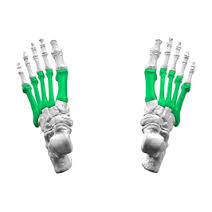 voet - middenvoetsbeentjes