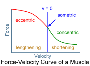 Force-velocity-curve
